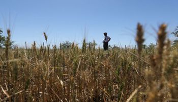 “Ha matado plantas": los testimonios de una zona clave para el agro porque de nuevo falta agua y el trigo lo siente