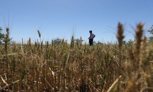 “Ha matado plantas": los testimonios de una zona clave para el agro porque de nuevo falta agua y el trigo lo siente