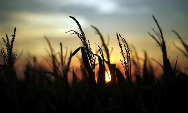 Por qué cae la siembra de trigo pese a los elevados precios