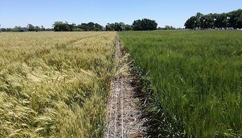 La científica argentina que descubrió el gen para que la soja y el trigo toleren la sequía recibió un importante premio
