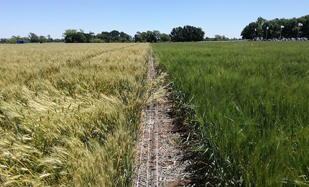 La científica argentina que descubrió el gen para que la soja y el trigo toleren la sequía recibió un importante premio