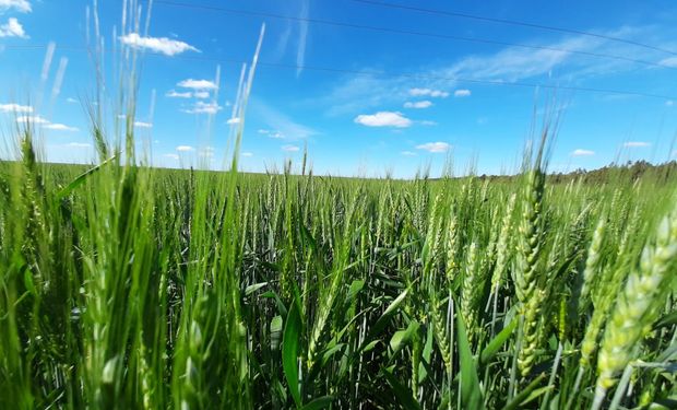 Los productos biológicos llegaron para quedarse: cómo potenciar las defensas naturales de las plantas