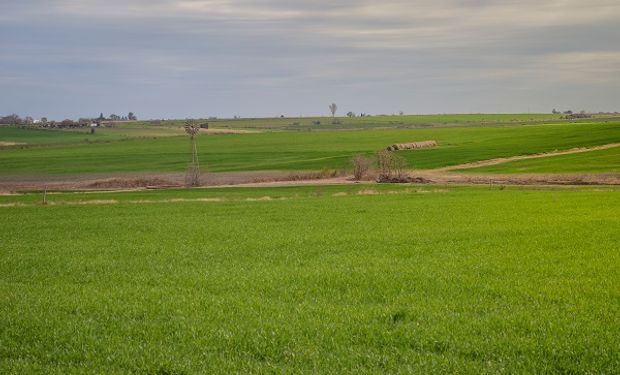 El área a sembrar con trigo podría ascender a 6,4 millones hectáreas, la tercer mayor superficie implantada de las últimas 20 campañas.