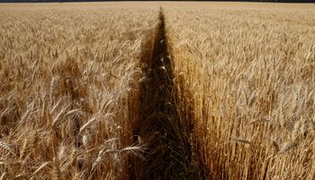Ucrania revisará la prohibición a los cultivos genéticamente modificados