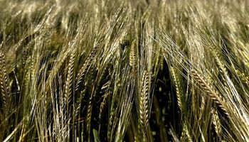 Trigo y cebada: el programa de manejo sustentable que aumenta el rinde en 200 kilos por hectárea y reduce las emisiones en un 30%