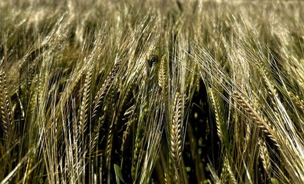 Trigo y cebada: el programa de manejo sustentable que aumenta el rinde en 200 kilos por hectárea y reduce las emisiones en un 30%