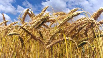 El cepo al trigo se agudiza para unos pocos beneficiados