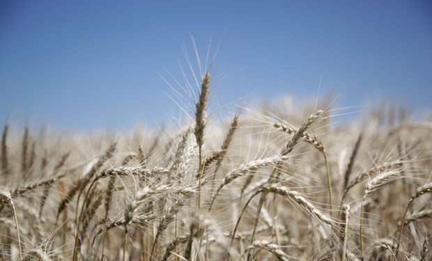 Chicago: subas para el trigo por las tensiones en el Mar Negro