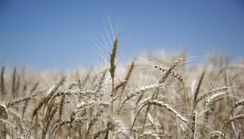 Las exportaciones de trigo crecerían mil millones de dólares 