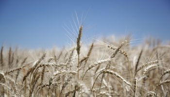 Las exportaciones de trigo son una de las más bajas en ocho años y Rusia presiona el mercado