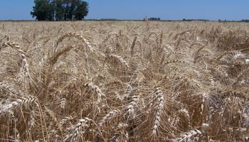 Máximo de dos meses para el trigo por el posible conflicto entre Rusia y Ucrania