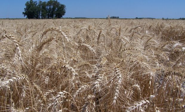 Máximo de dos meses para el trigo por el posible conflicto entre Rusia y Ucrania