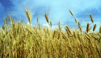 El desafío de aumentar la siembra de trigo y agilizar la venta de soja