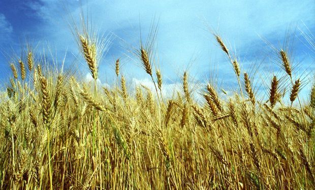 El desafío de aumentar la siembra de trigo y agilizar la venta de soja