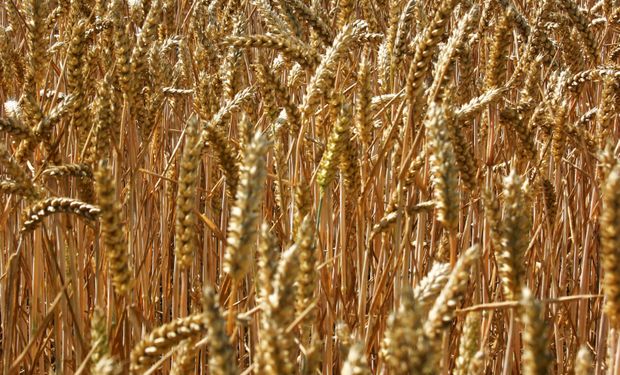 Agricultores de EEUU demandan a Monsanto por trigo transgénico