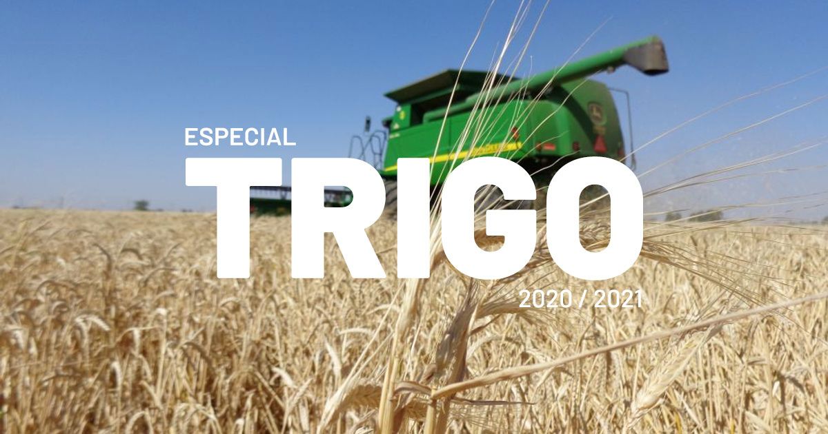 Qué puede pasar con el precio del trigo Agrofy News