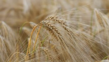 Producir trigo y cebada en un mundo más cálido: el desafío del cambio climático