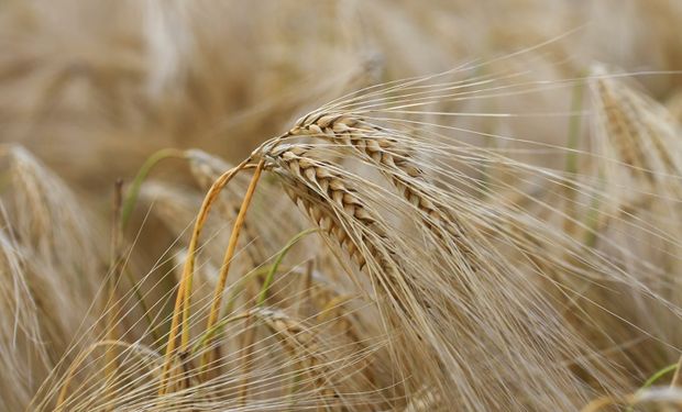Producir trigo y cebada en un mundo más cálido: el desafío del cambio climático