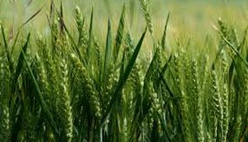 El trigo evoluciona bien en el campo, pero en el mercado le faltan certezas