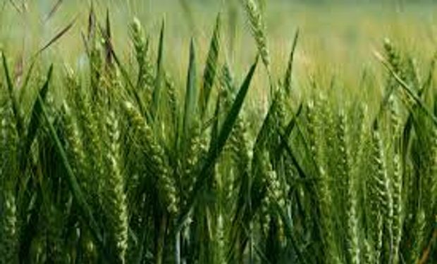 El trigo evoluciona bien en el campo, pero en el mercado le faltan certezas