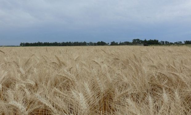 Buenos Aires ofreció su trigo a diferentes mercados internacionales