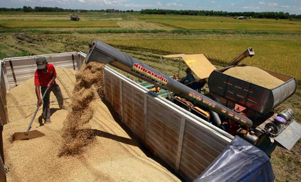 Gobierno liberó, poco, exportaciones de trigo. Son u$s 105 millones