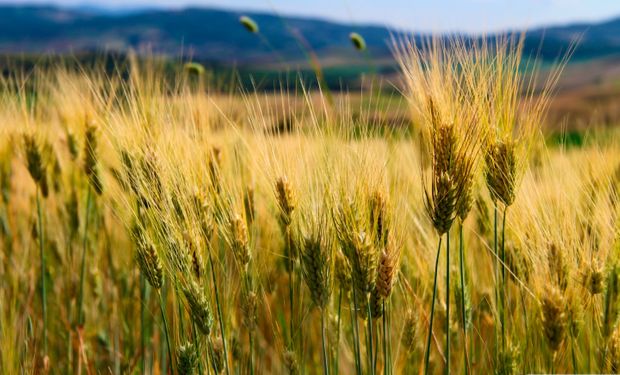 Trigo: Brasil autorizó la importación sin arancel