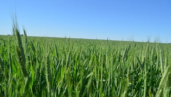 Entre Ríos: el trigo debería rendir más de 25,5 quintales para cubrir los costos