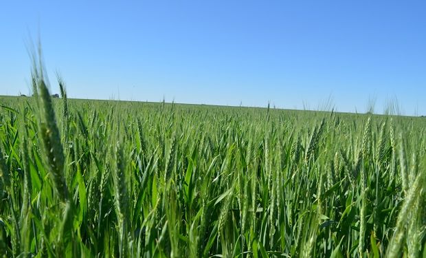 Solicitan el registro de una nueva variedad de semilla de trigo pan 