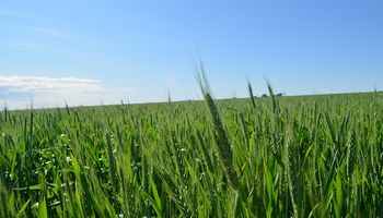 Trigo: Brasil demandará 7 millones de toneladas y Argentina proyecta una gran participación