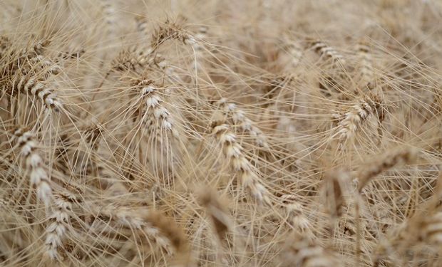 Solicitan el registro de una nueva variedad de trigo pan | Agrofy News