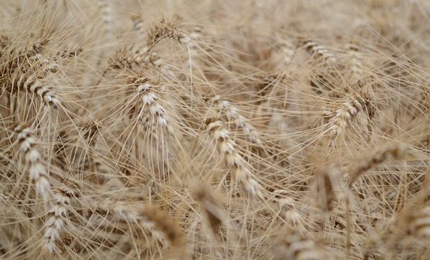 Solicitan el registro de una nueva variedad de trigo pan 