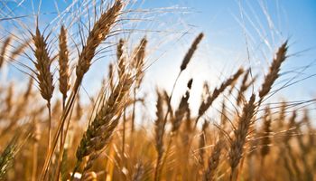 Primavera húmeda: ¿Cómo impactó en la calidad del trigo 2017?