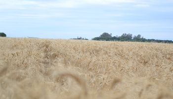 La cosecha de trigo alcanzó el 90% de las hectáreas implantadas