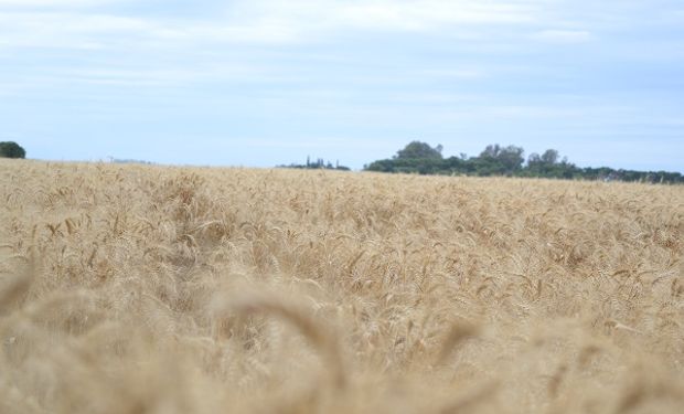 La proyección de producción se mantiene en 19.000.000 de toneladas.