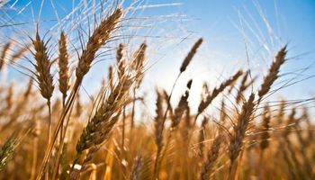 El campo produjo el 62% de lo que la Argentina exportó en abril