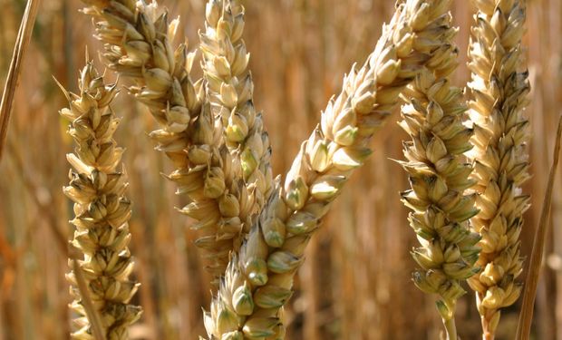 El trigo argentino ya se encuentra entre los más caros del mundo