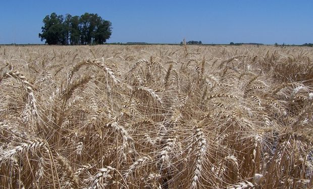 Bioceres adquirió variedades de trigo que tienen hasta un 65 % menos de gluten que una tradicional