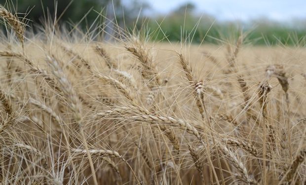 Las condiciones del clima obligaron a un ajuste en el balance de oferta y demanda para el trigo nuevo