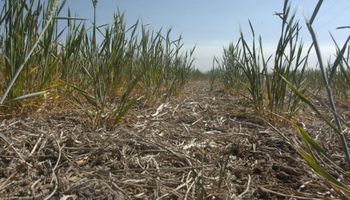 Lluvias: "Las estadísticas juegan en contra de las posibilidades de Córdoba"