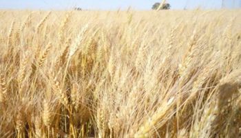 Trigo: cómo planificar una siembra eficiente