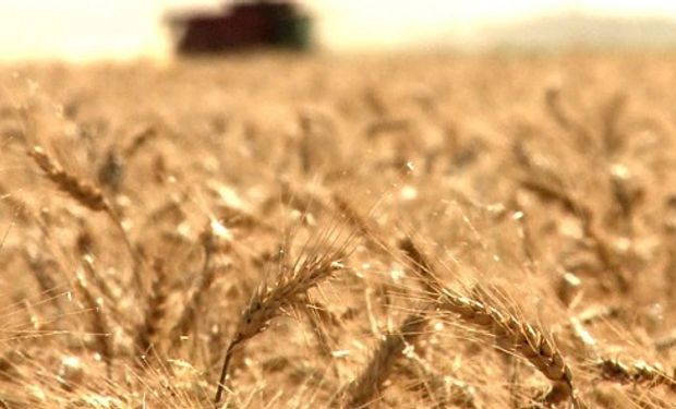 A Todo Trigo reunirá a los más reconocidos especialistas en la materia.