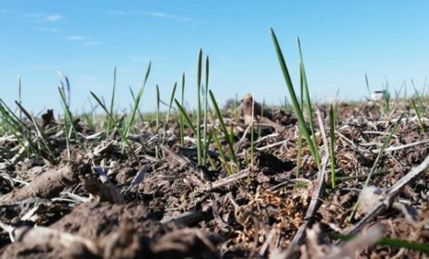 A pesar de la ausencia de lluvias, el trigo presenta un buen desarrollo en el centro norte de Santa Fe