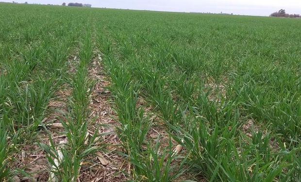 Radiografía de Santa Fe: cómo se encuentran el trigo y el maíz a 15 días de las lluvias
