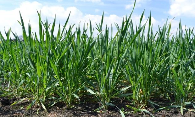 Se necesitan lluvias urgentes para las etapas más críticas del trigo