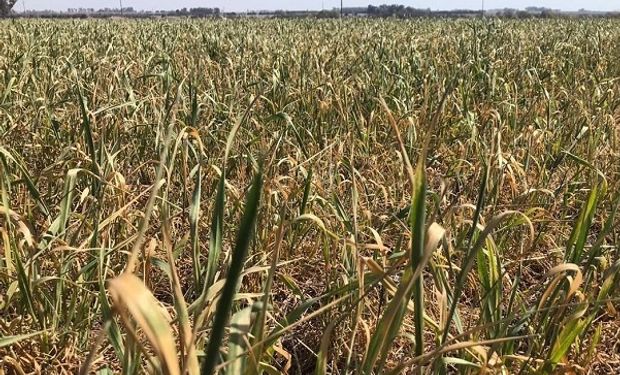 La mitad del trigo sembrado en zona núcleo está en estado de regular a malo