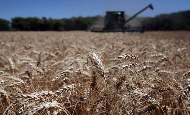 Se espera la peor cosecha de trigo de los últimos 5 años
