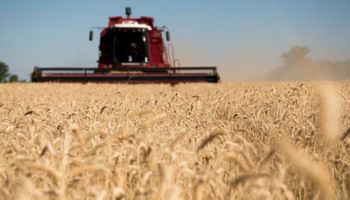 Trigo: por la sequía, solo los productores con buenos rendimientos pudieron obtener márgenes positivos en Santa Fe