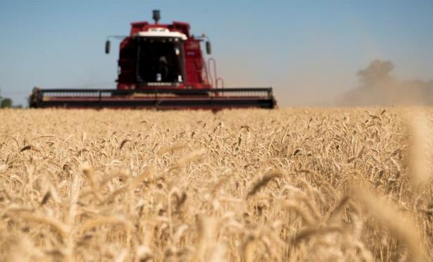 Trigo: por la sequía, solo los productores con buenos rendimientos pudieron obtener márgenes positivos en Santa Fe