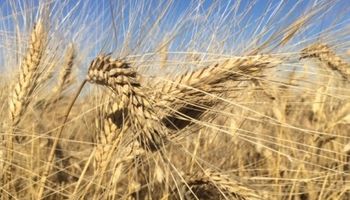El trigo argentino volvió al mundo